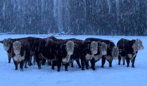 hacienda bajo nieve