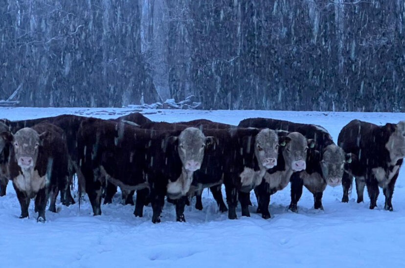 hacienda bajo nieve