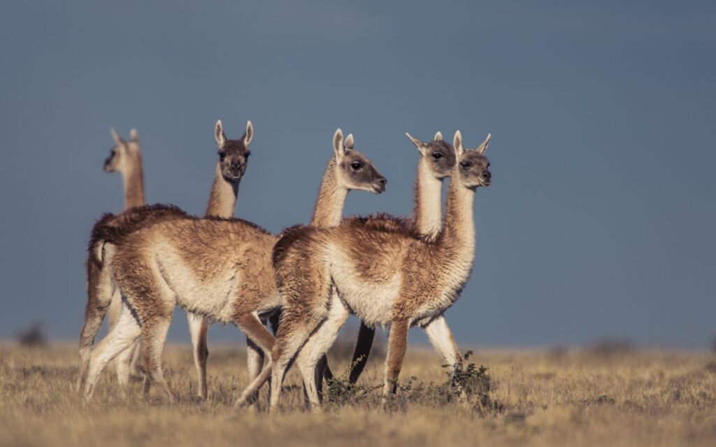 guanacos