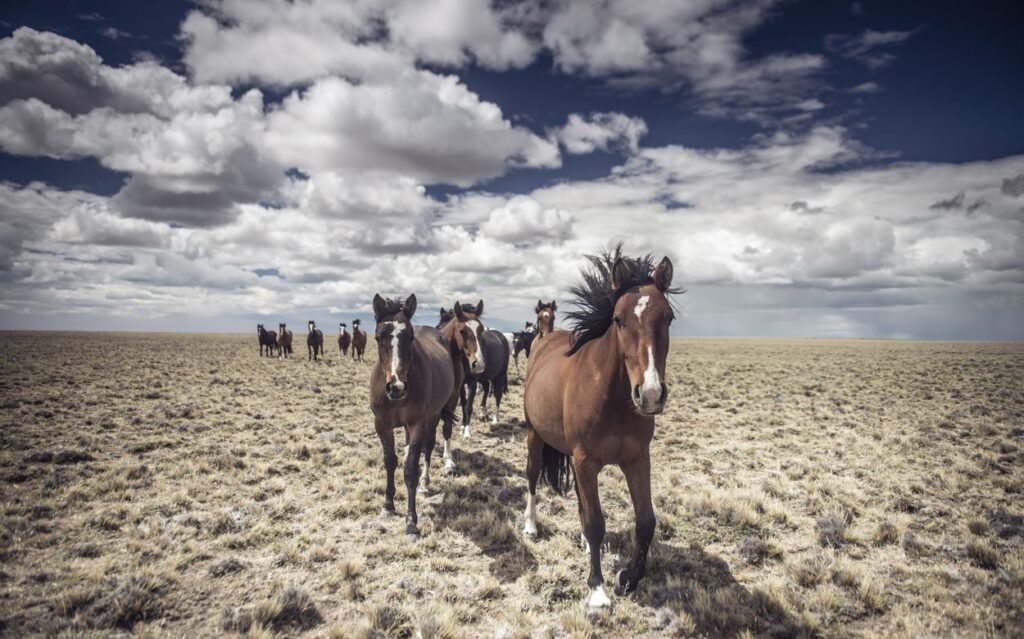 caballos patagónicos