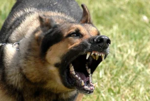 perro