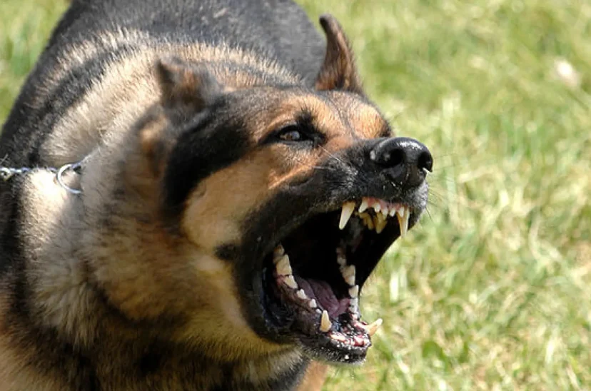 perro