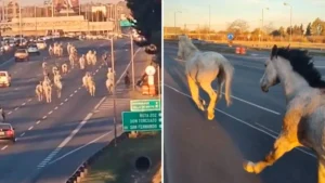 caballos