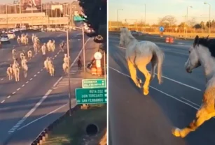 caballos