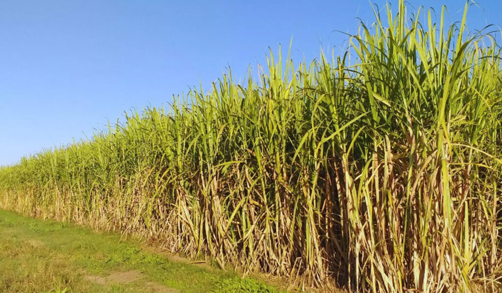caña de azúcar