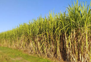 caña de azúcar