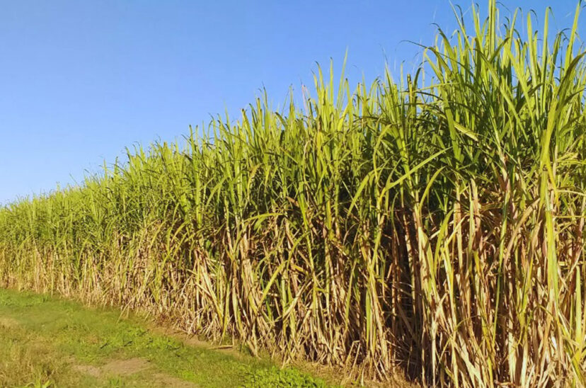 caña de azúcar