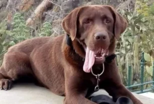 Perro que buscaba a Loan