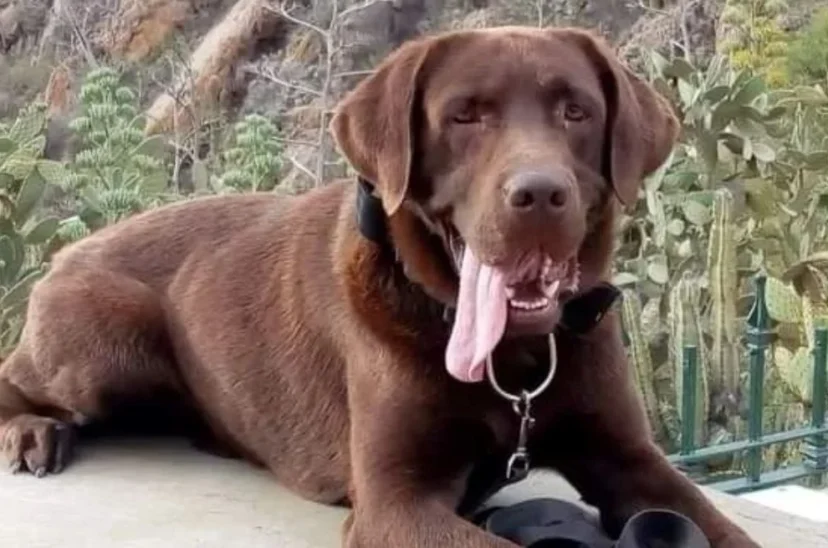 Perro que buscaba a Loan