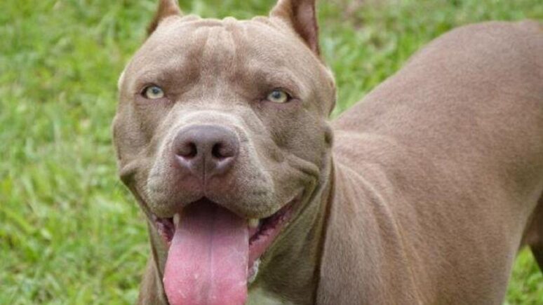 pitbull