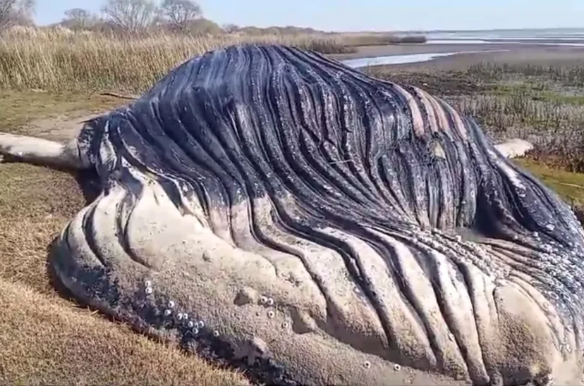Ballena