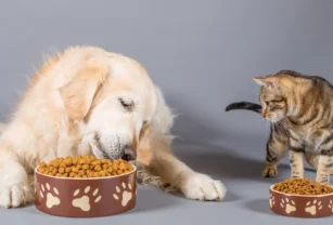 Cuenta DNI alimentación animal
