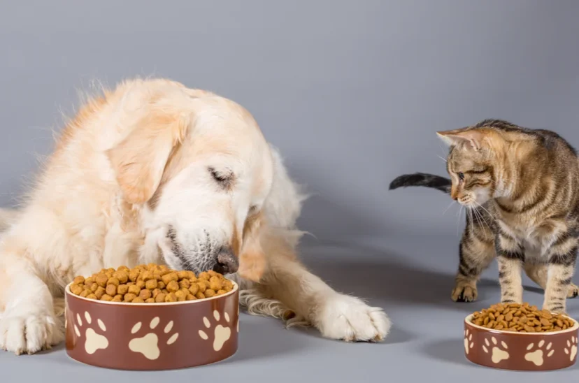 Cuenta DNI alimentación animal