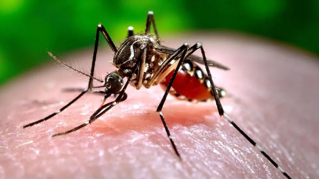 Dengue