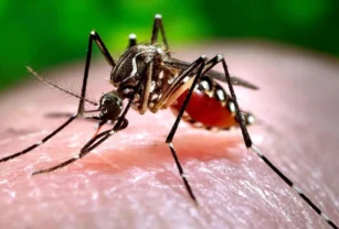 Dengue