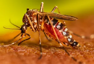 Dengue Kreplak