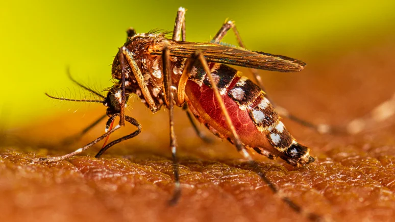 Dengue Kreplak