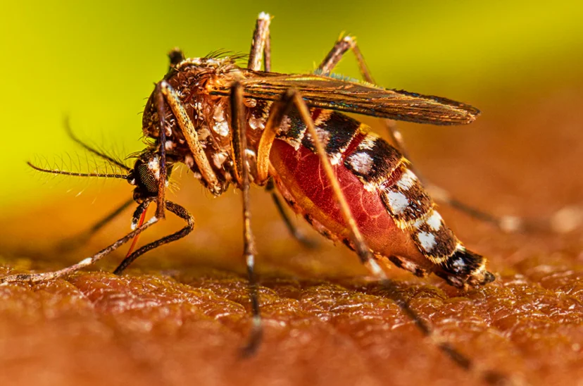 Dengue Kreplak