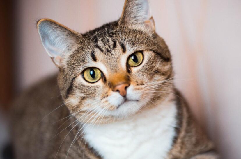 gato gripe aviar