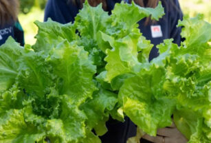 lechuga inta