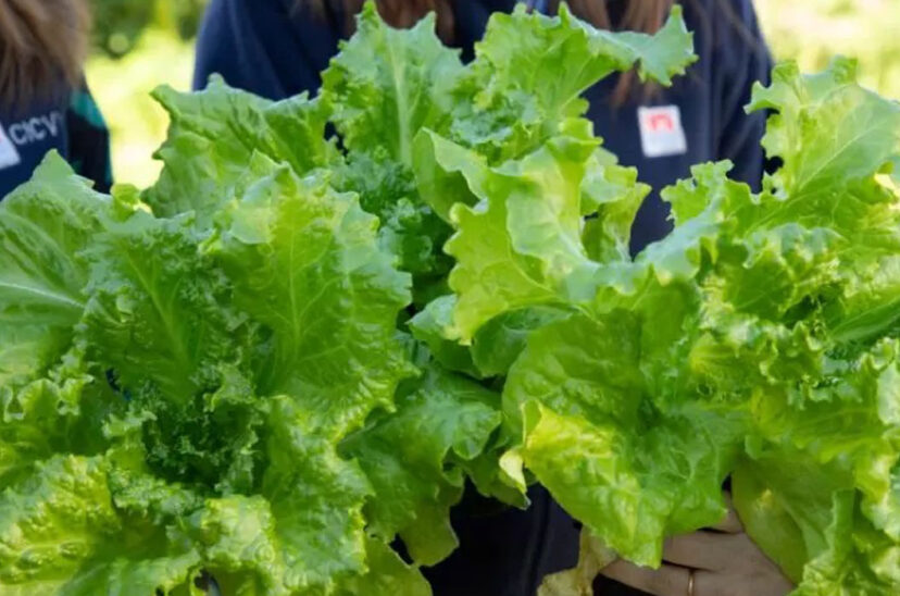 lechuga inta