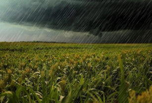 trigo lluvias