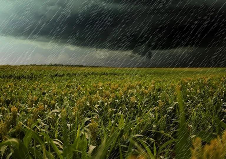 trigo lluvias