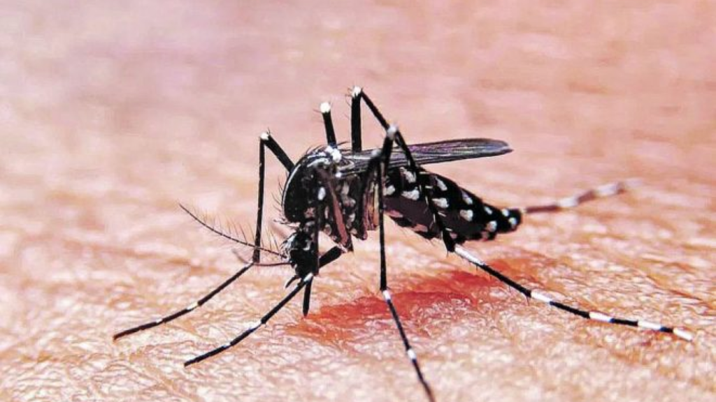 Dengue mosquito repelente