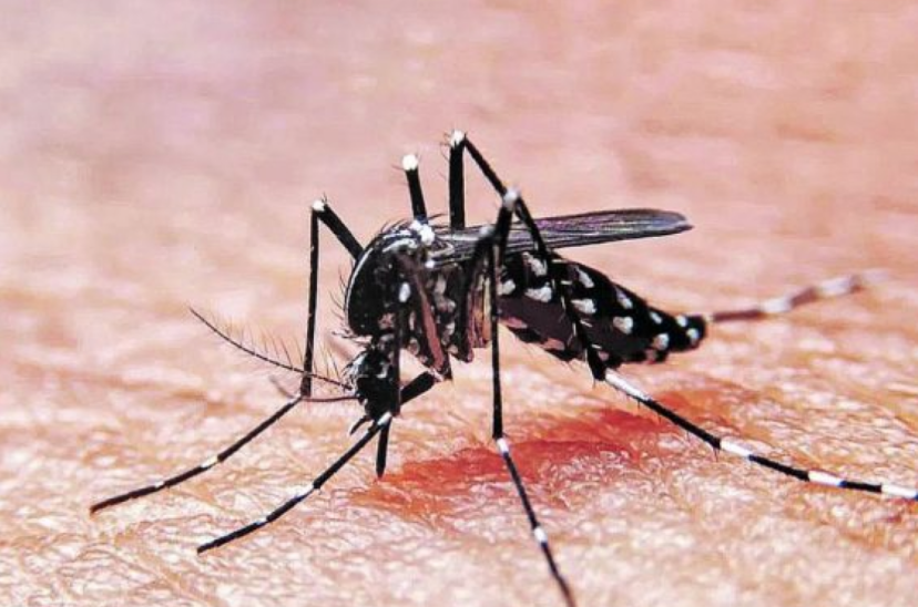 Dengue mosquito repelente