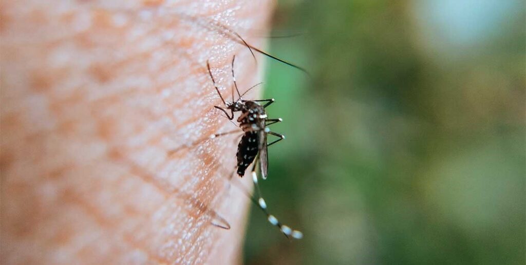 fiebre amarilla vacuna