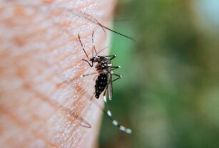 dengue vacuna