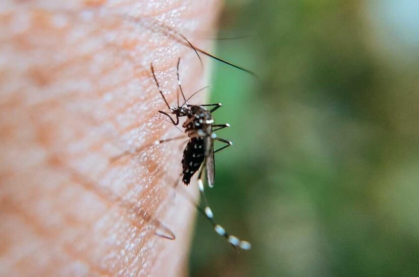dengue vacuna