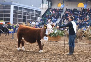 hereford argentina