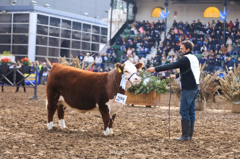 hereford argentina