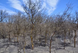 incendios en Córdoba