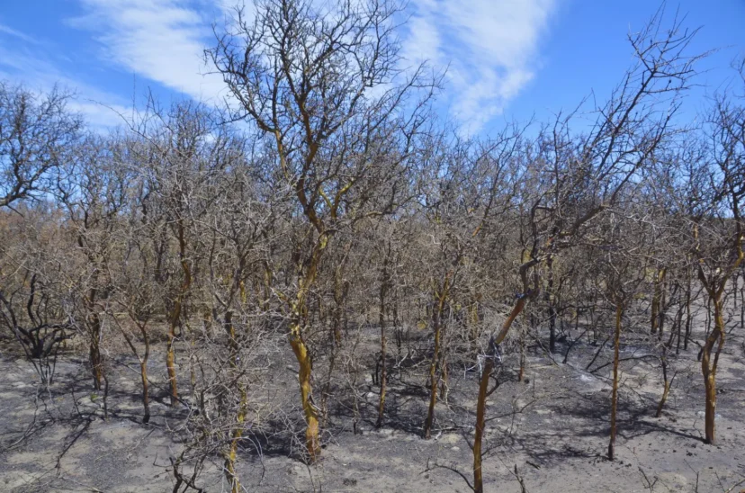incendios en Córdoba
