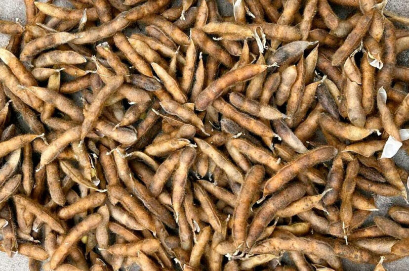 soja granos vainas