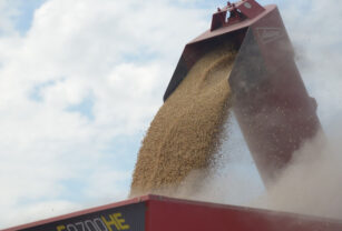 Agroindustria agro renta agrícola