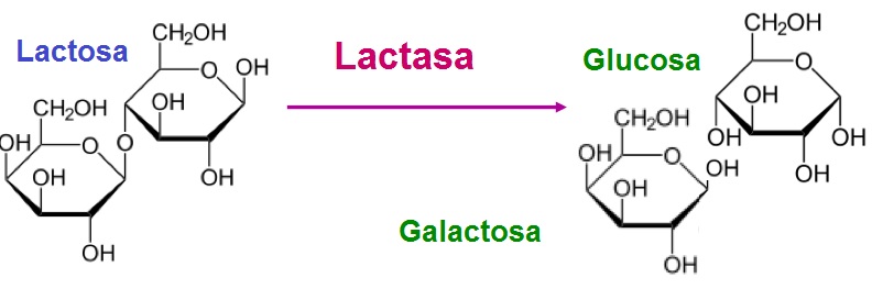 Esquema del desdoblamiento de la lactosa.