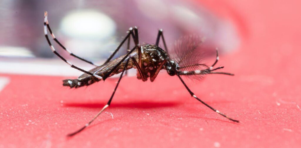 mosquitos rojos