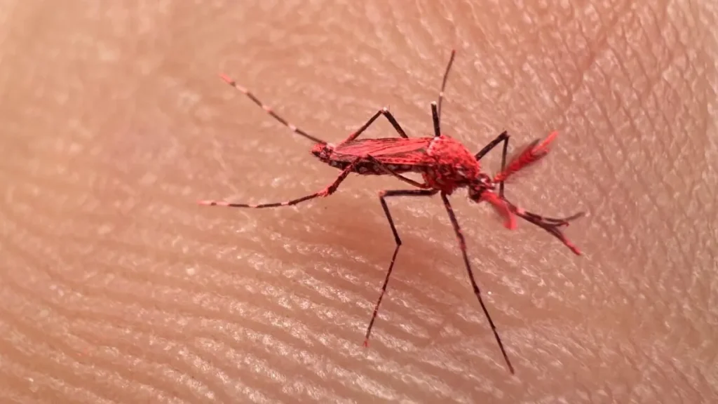 mosquitos rojos