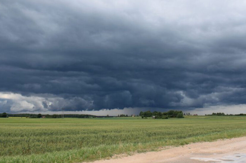 lluvias trigo