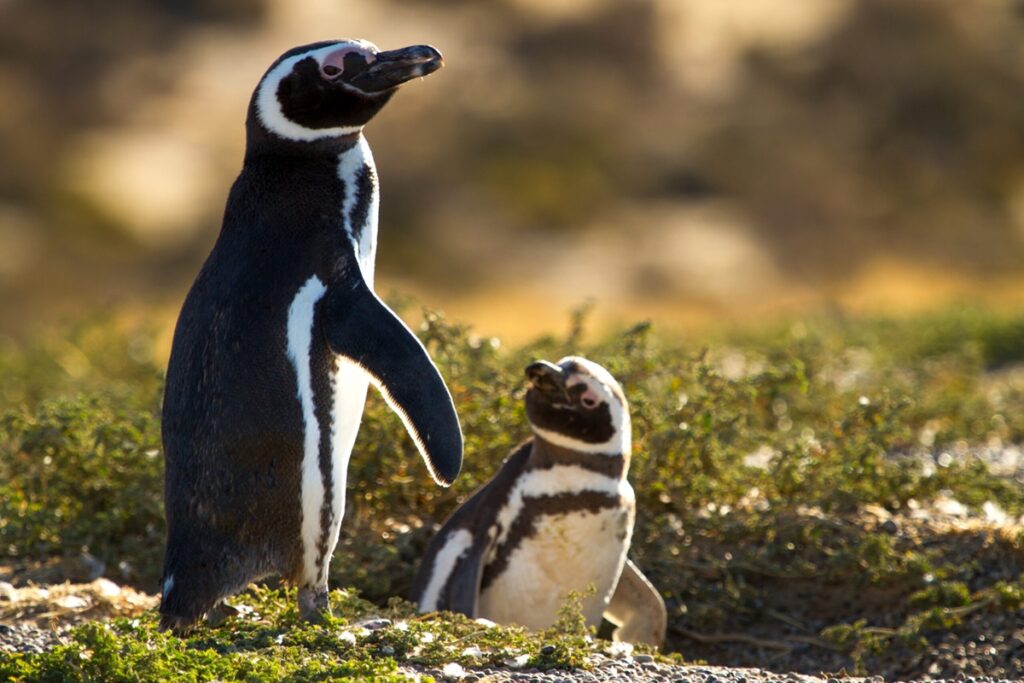 pingüinos punta tombo