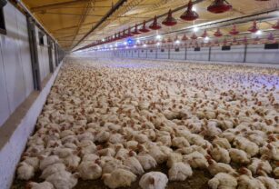 avícola aves exportaciones
