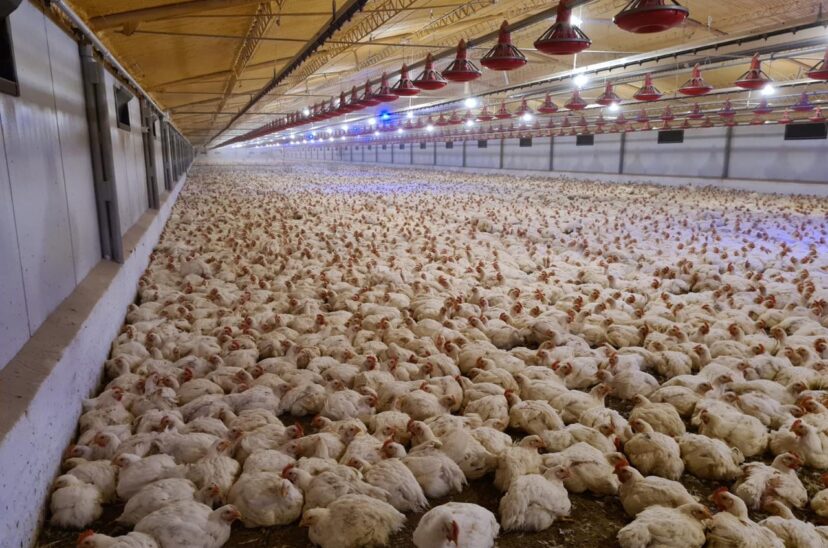 avícola aves exportaciones