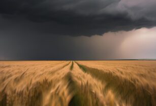 trigo lluvias la niña
