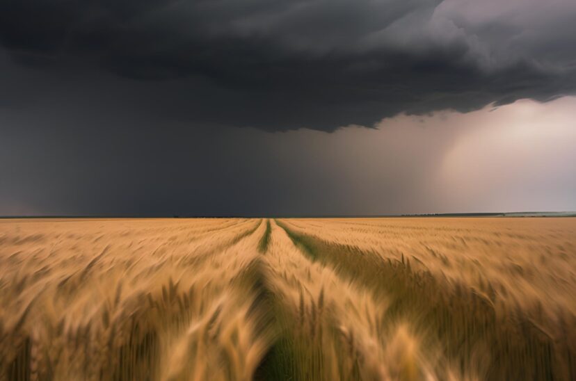 trigo lluvias la niña