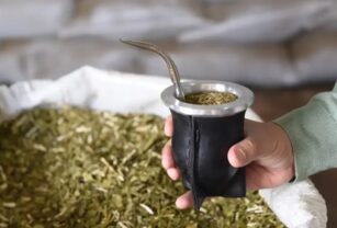 yerba mate