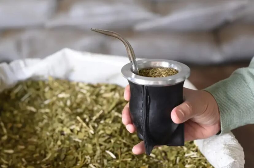 yerba mate