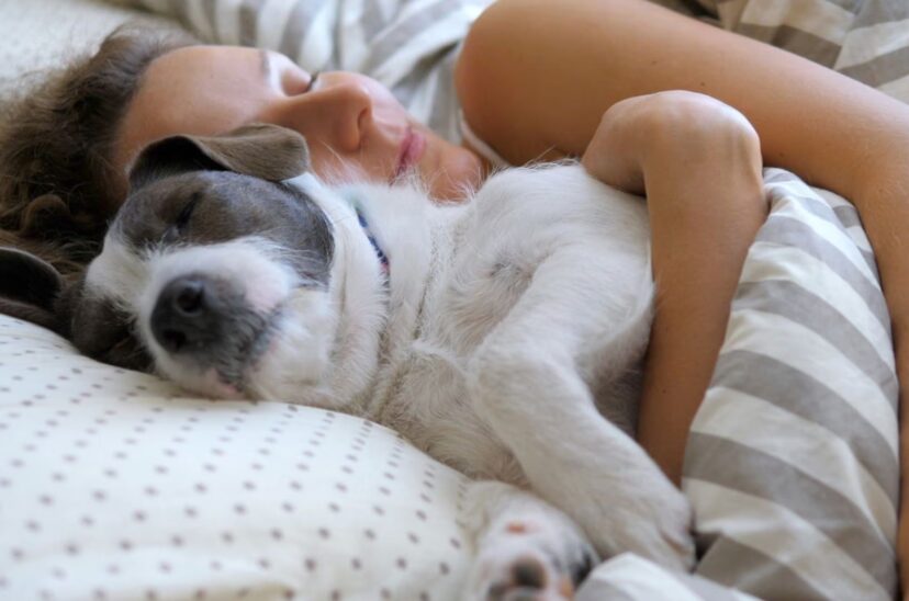 Perro siesta animales de compañía